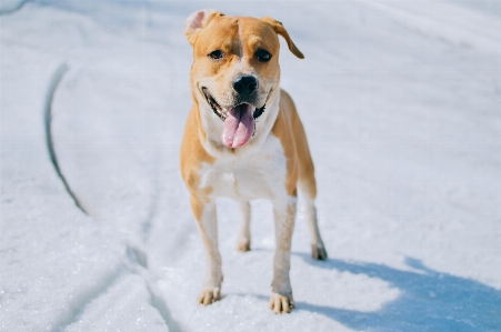 Foto Anjing pitbull
 musim dingin mamalia