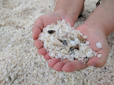 Shell beach shark bay australia sand Photo