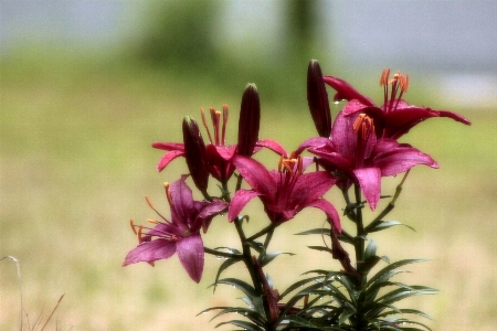 Floral red maroon flower Photo