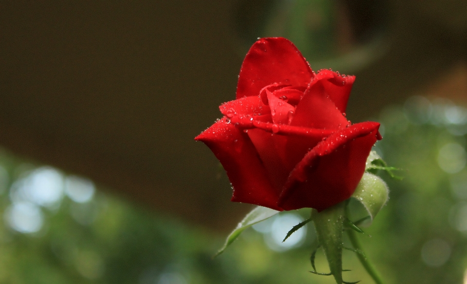 赤 薔薇 開花植物
 庭のバラ
