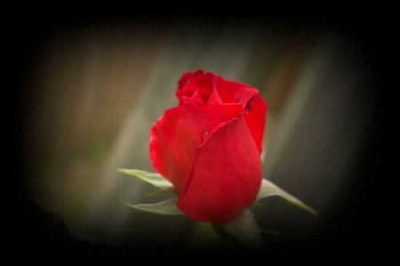 Red rose water rain Photo