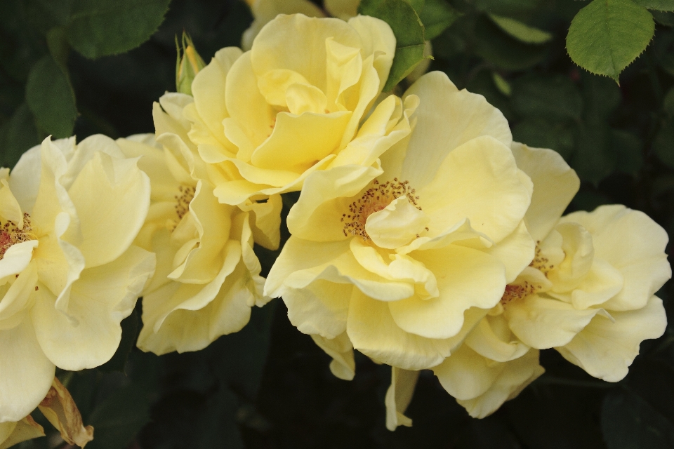 Amarillo rosas flor planta floreciendo
