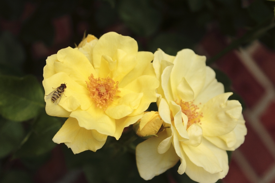 Rosas amarelas
 abelha flor planta com flor
