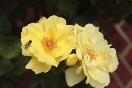 Yellow roses bee flower flowering plant Photo