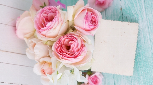 Flowers peonies pink flower Photo