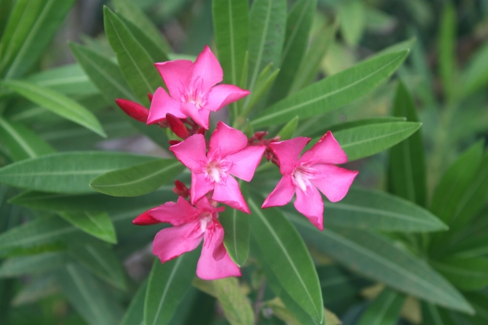 Flor planta com flor
 plantar pétala