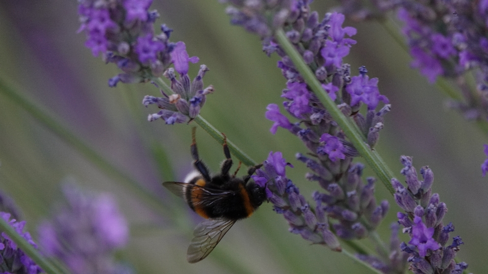 Flor planta com flor
 lavanda inglesa
