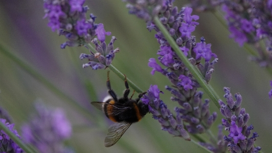 Flower flowering plant english lavender Photo