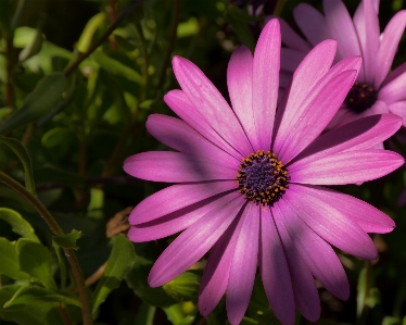 Flower petal african daisy purple Photo