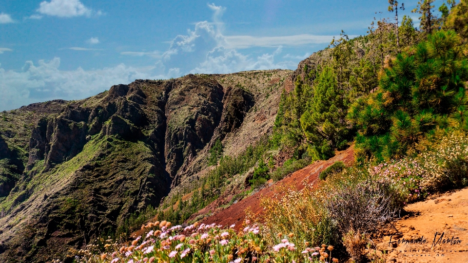 Naturaleza cielo planta árbol