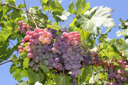 Trauben sonne vine traube Foto