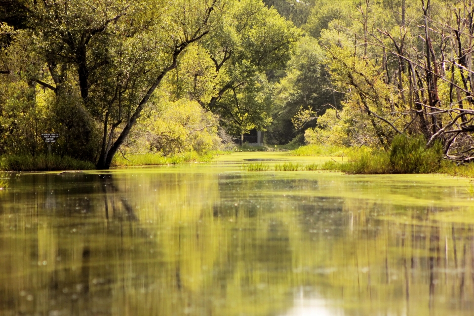 Pantano okefenokee
 georgia paisaje natural
 naturaleza