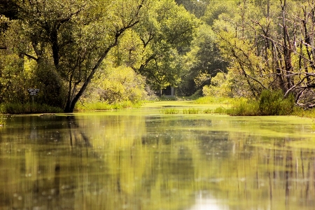 Okefenokee swamp georgia natural landscape nature Photo