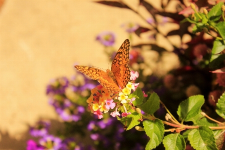 Butterfly flower sun cynthia subgenus Photo