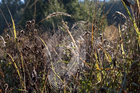 Spider web grass vegetation Photo