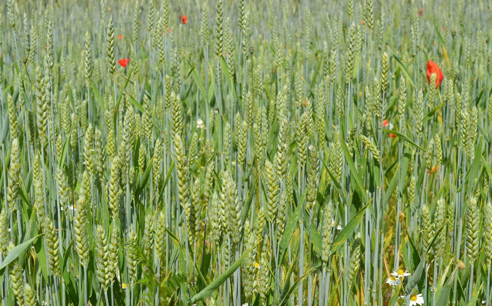 Wheat grain field cornfield