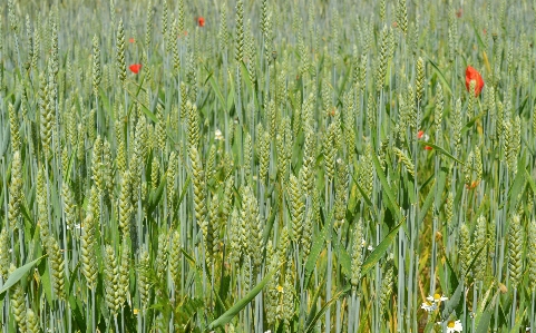 Wheat grain field cornfield Photo