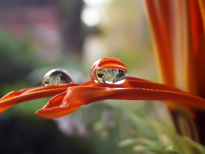 Water drop daisy flower Photo