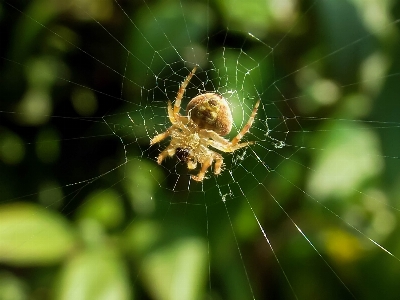 Neoscona hairy field spider Photo