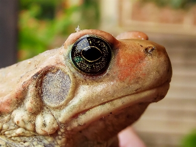 African red toad south africa Photo