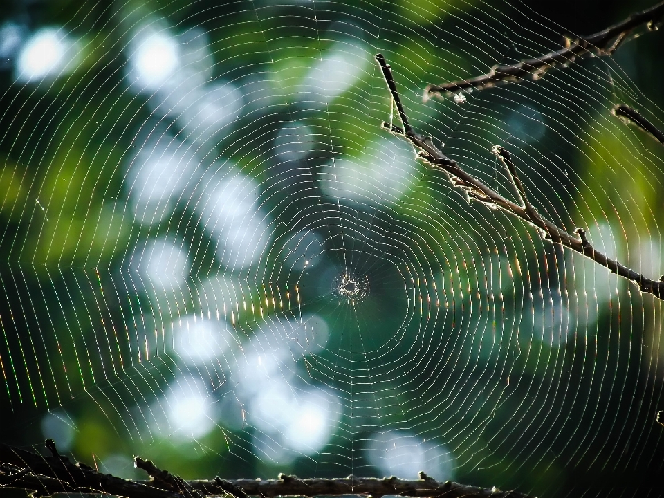 Web araña naturaleza al aire libre