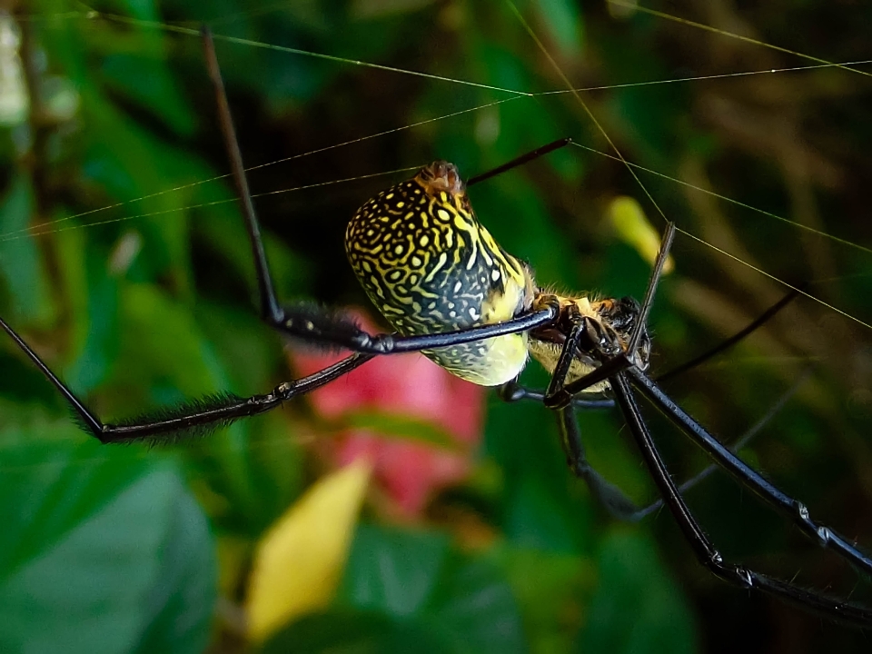 Nephila
 penenun bola emas
 laba-laba arakhnida
