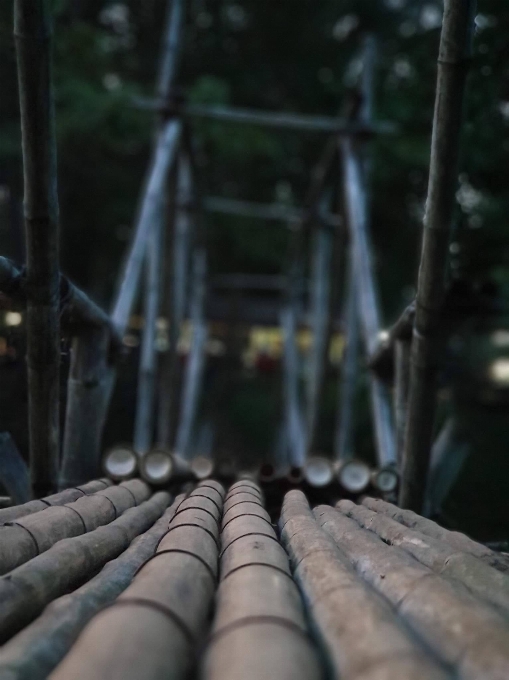 Ponte de bambu
 árvore floresta madeira