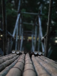 Foto Puente de bambú
 árbol bosque madera