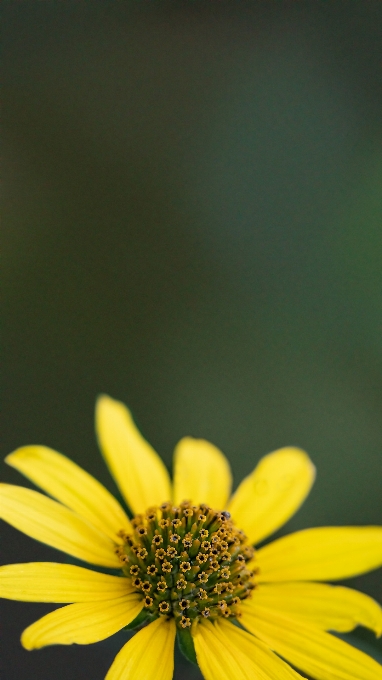 Jaune fleur vert nature