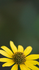 Yellow flower green nature Photo