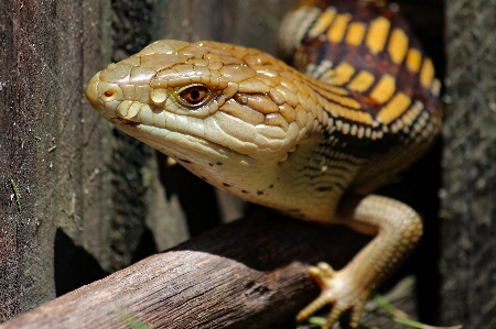 Foto Hewan reptil bertulang belakang
 bersisik
