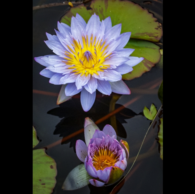 Flor nenúfar branco perfumado
 planta com flor
 pétala