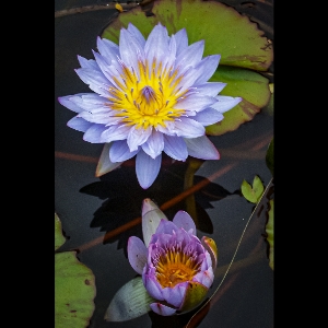 Flower fragrant white water lily flowering plant petal Photo