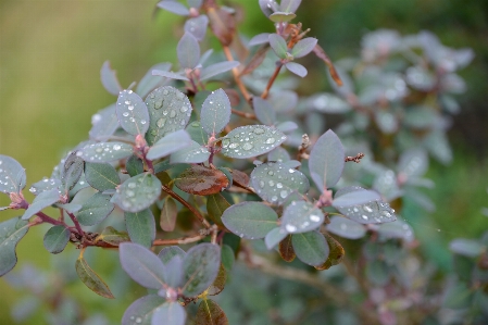 Rain flower plant flowering Photo