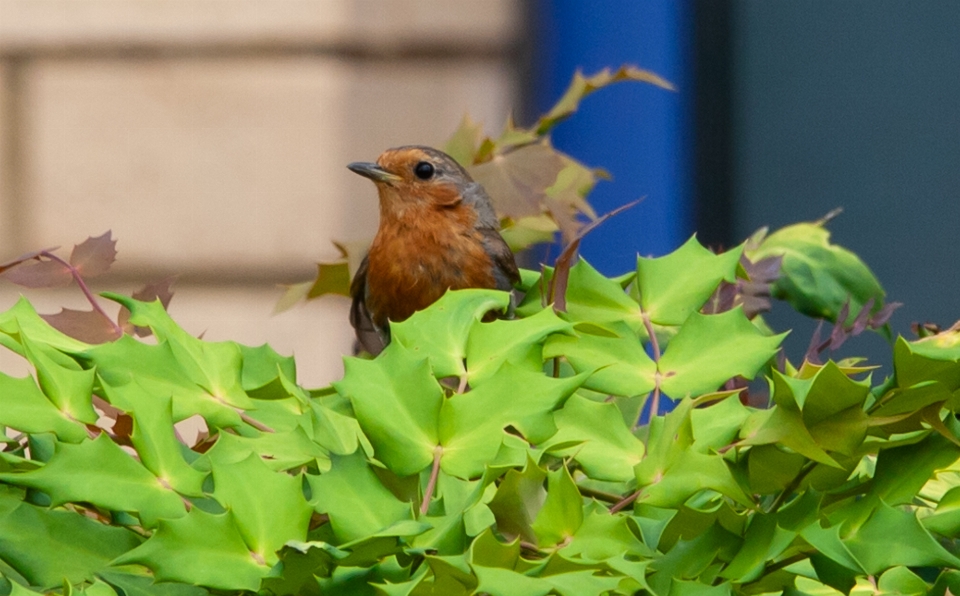 Pettirosso pettirosso
 robin europeo
 chiacchierata