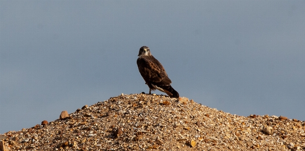 Kestrel watching raptor bird Photo