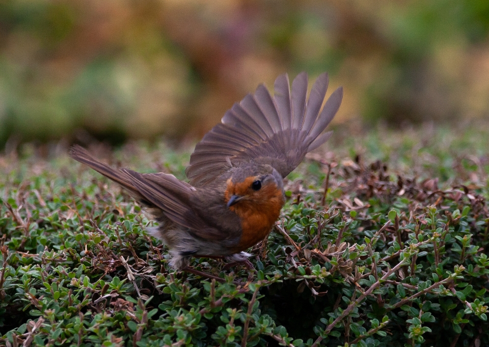 Robin petirrojo europeo
 charlar mosquero
