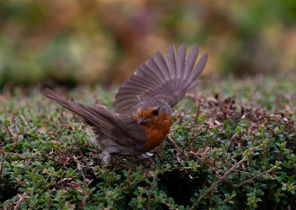 Robin ヨーロッパのコマドリ
 チャット ヒタキ
 写真