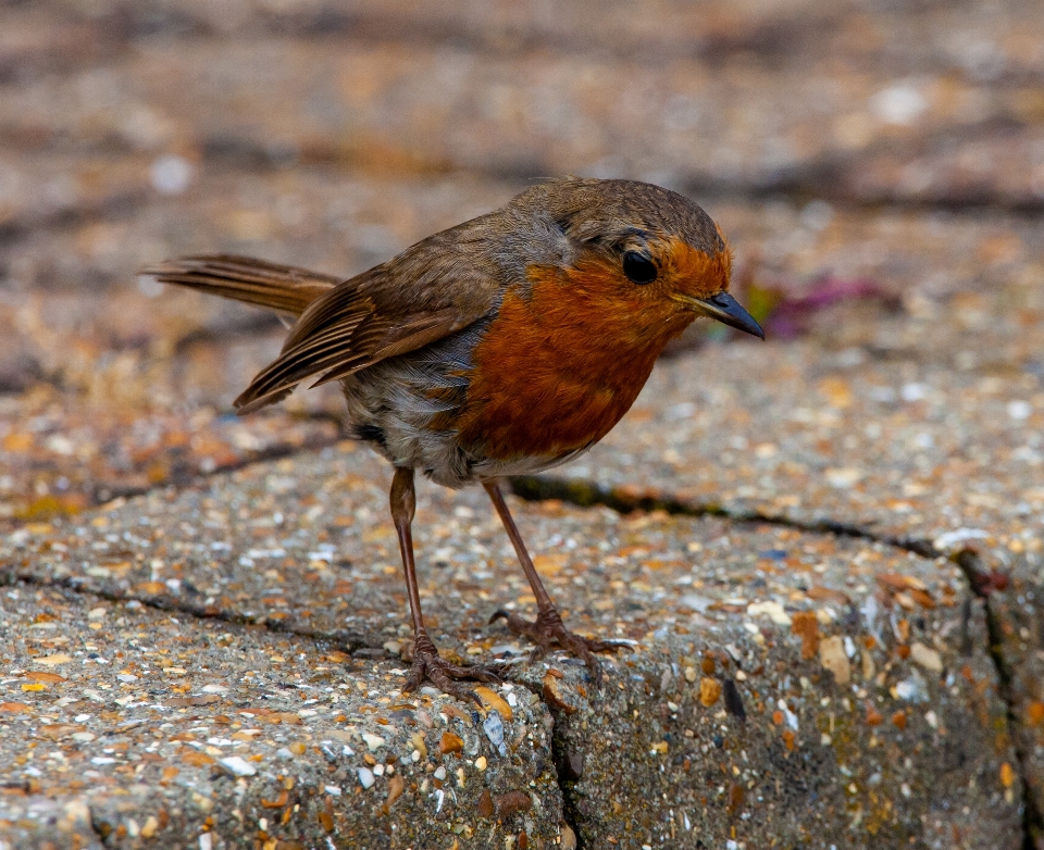 Robin rotkehlchen
 plaudern fliegenfänger der alten welt
