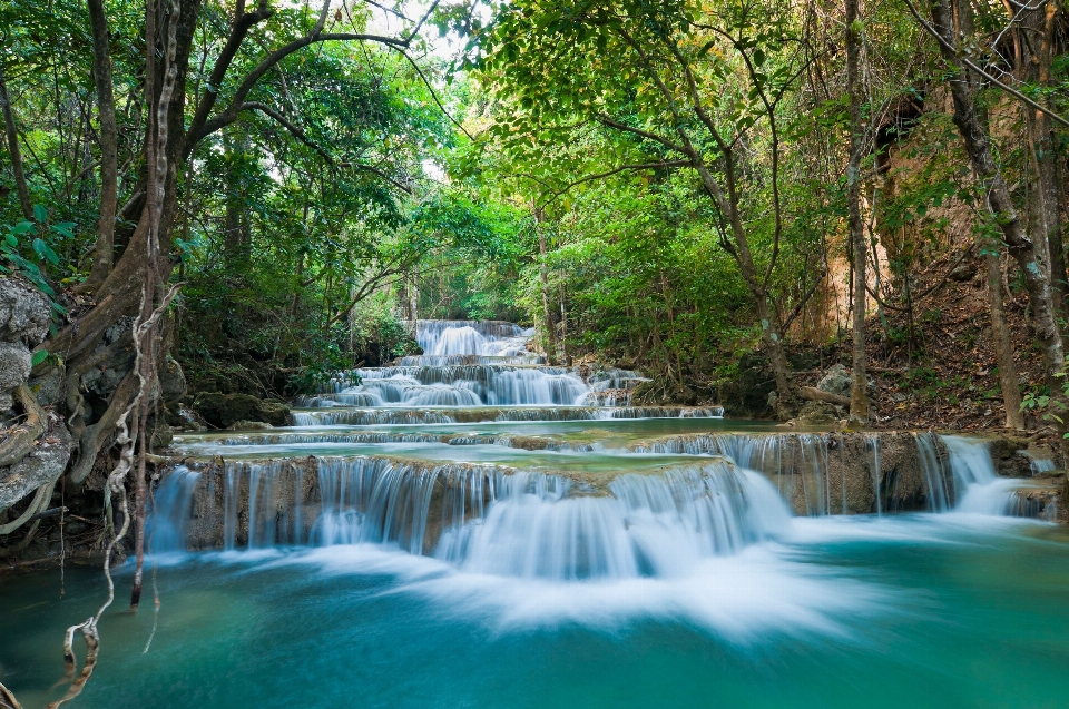 árbol cascada cuerpo de agua
 paisaje natural
