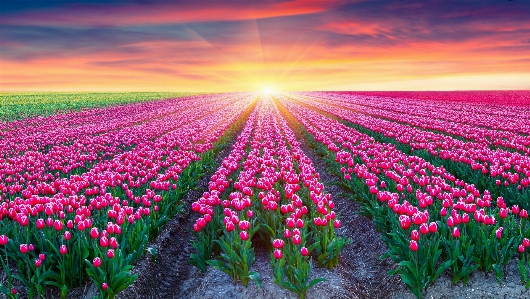 Rose flower field sky Photo