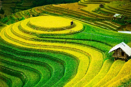 Agriculture asia asian bali Photo