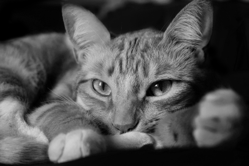 Gato bigotes
 gatos pequeños a medianos
 en blanco y negro
