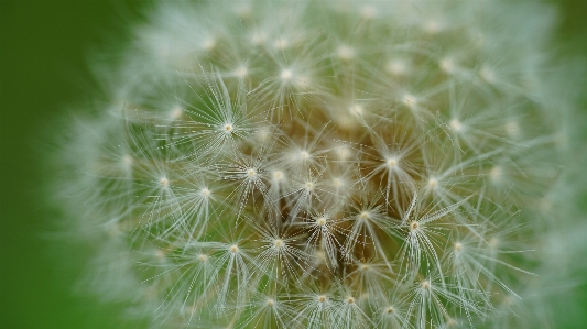 Foto Dente de leão flor alergia sementes