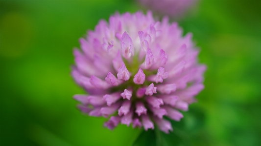 Foto Trifoglio fiore pianta foraggera
 miele