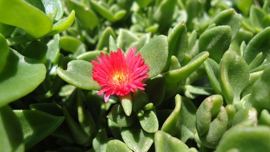 Dew plant nursery succulent Photo