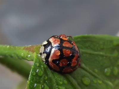 Ladybird ladybug insect garden Photo