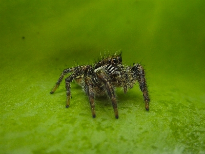 Salticidae
 springende spinne
 südafrika spezies
 Foto