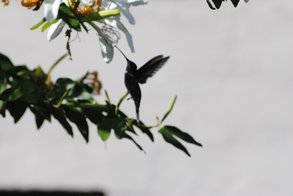 Burung kolibri sihir bunga