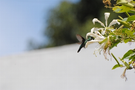 Foto Beija flor pássaro primavera magia